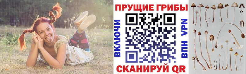 купить закладку Курчалой Псилоцибиновые грибы Magic Shrooms